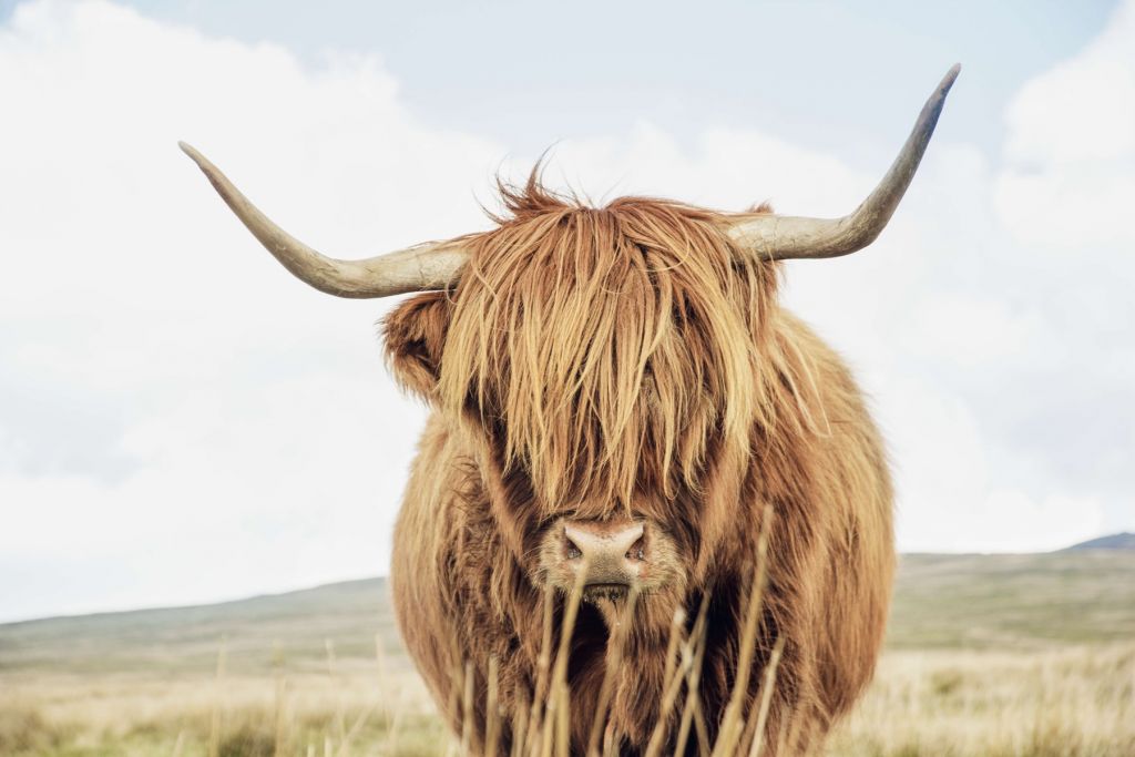 Gros plan sur un Highland écossais