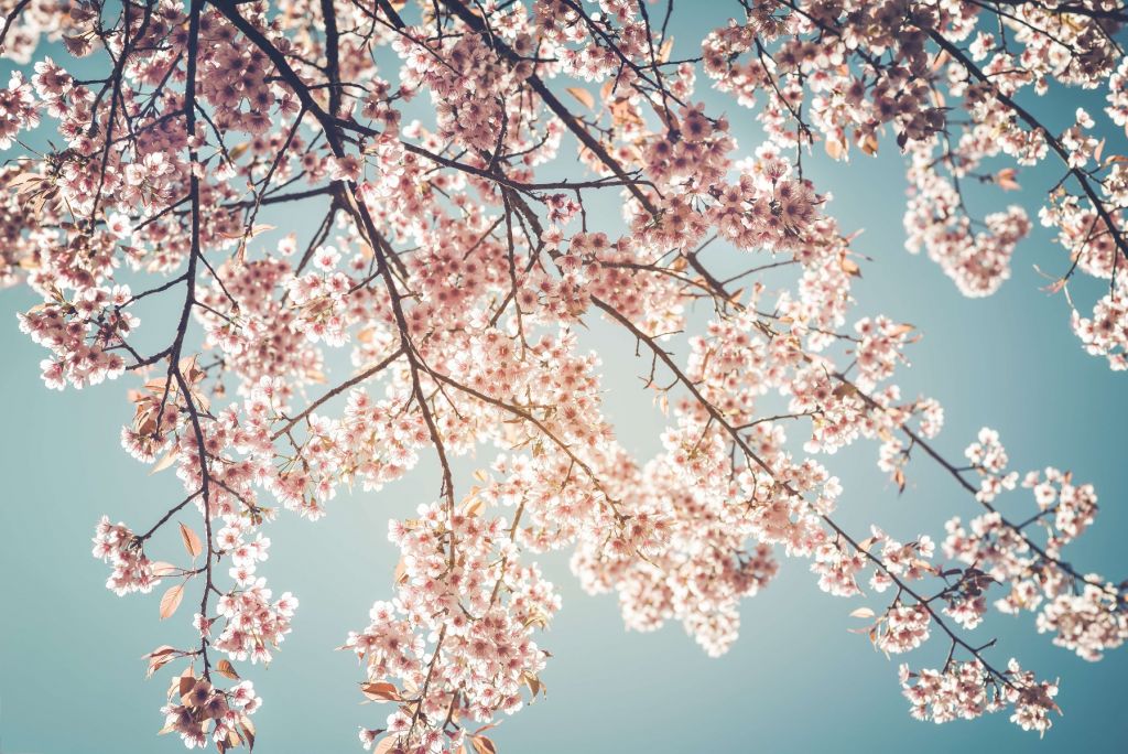 Fleur cerisier