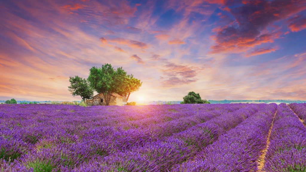 Champ de lavande au lever du soleil