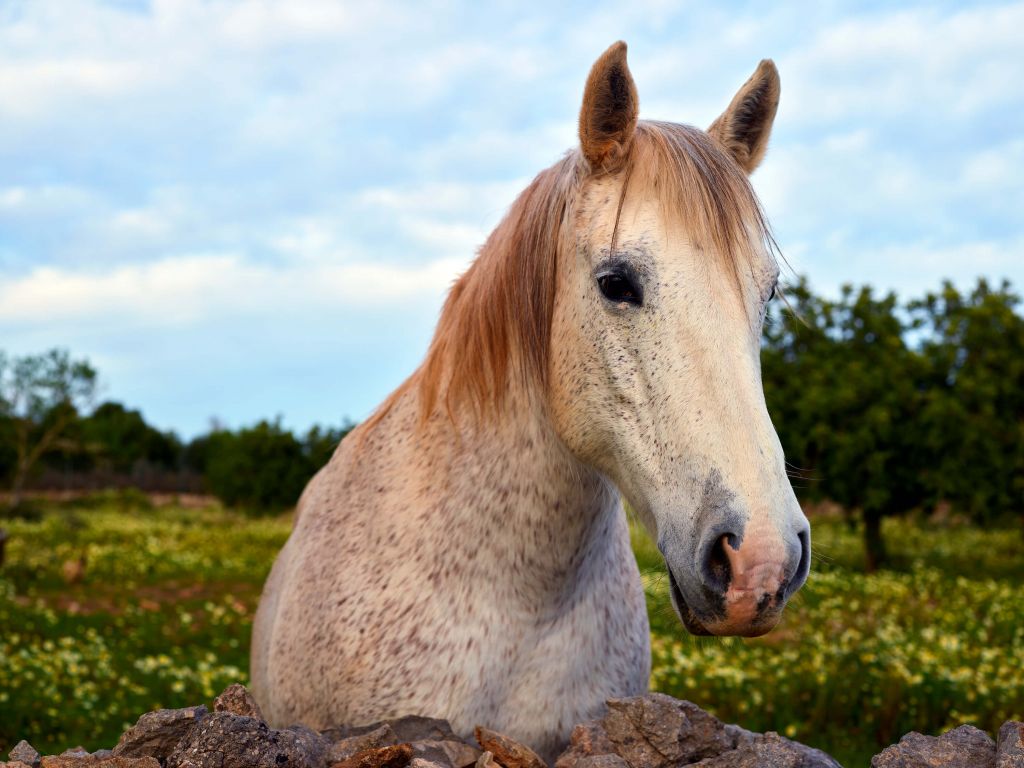 Cheval dans un pré fleuri