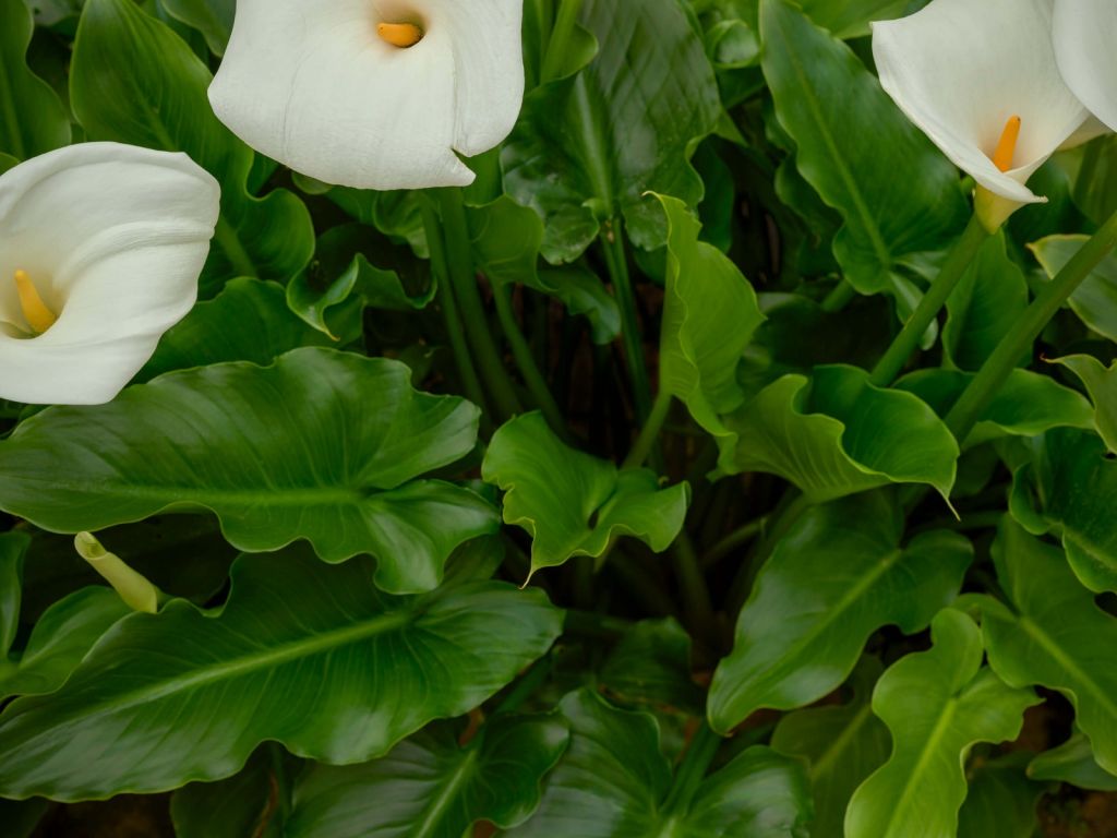 Fleurs de calice blanc