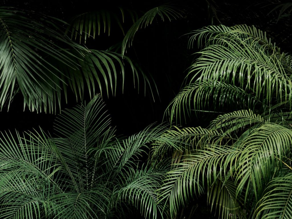 Plante à feuilles vertes