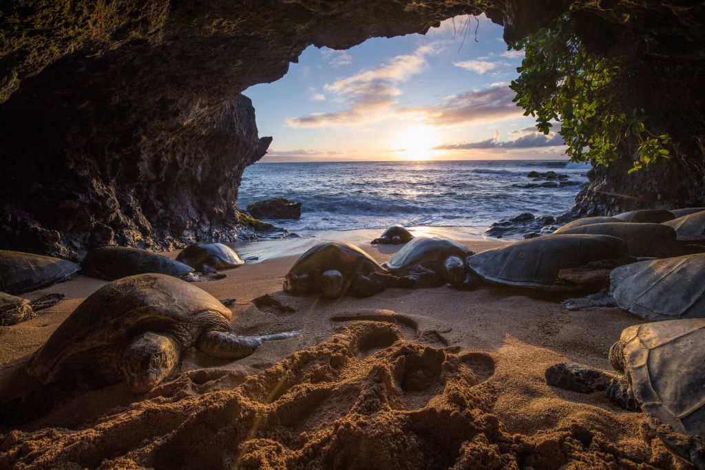 Tortues dans une grotte