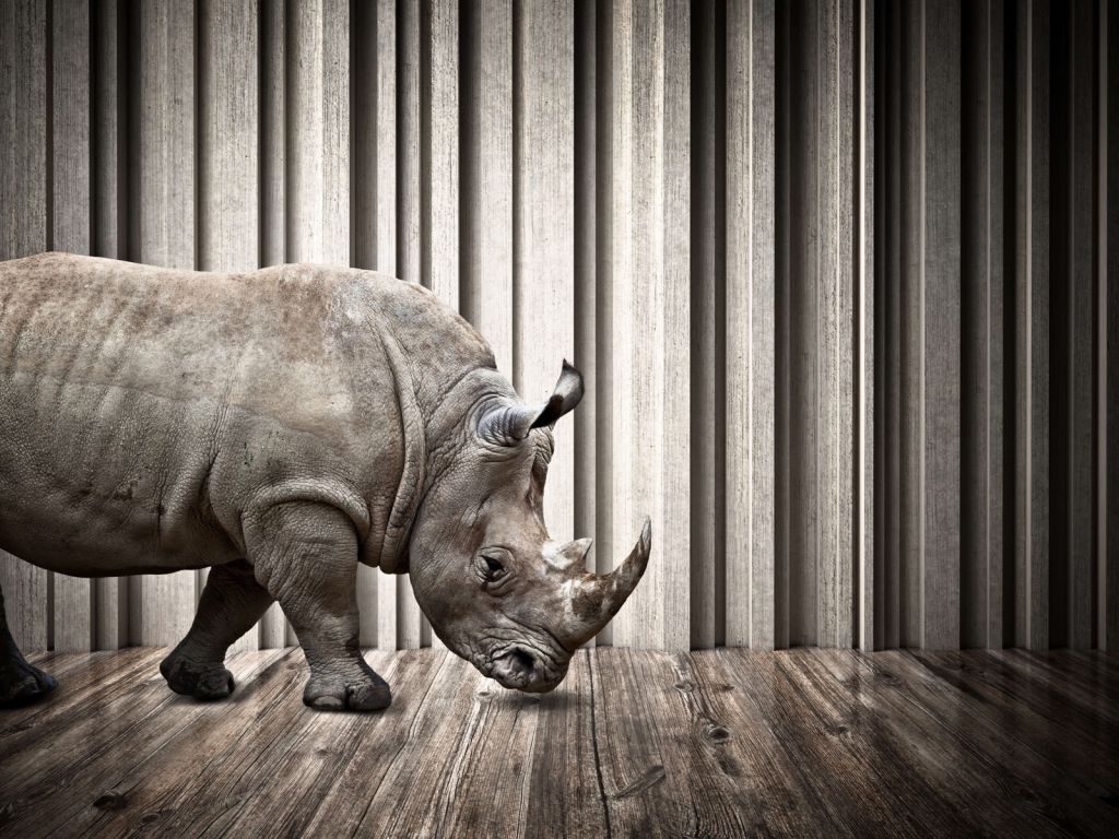 Rhinocéros dans le hall