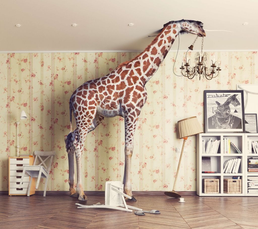 Girafe dans le salon