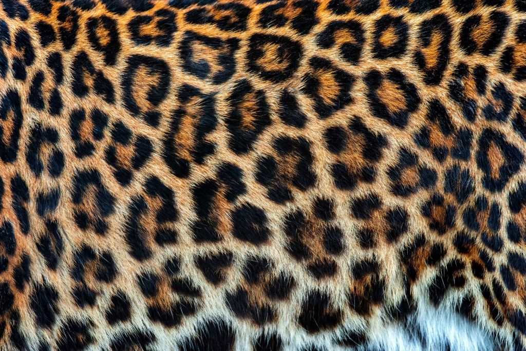 Manteau de léopard