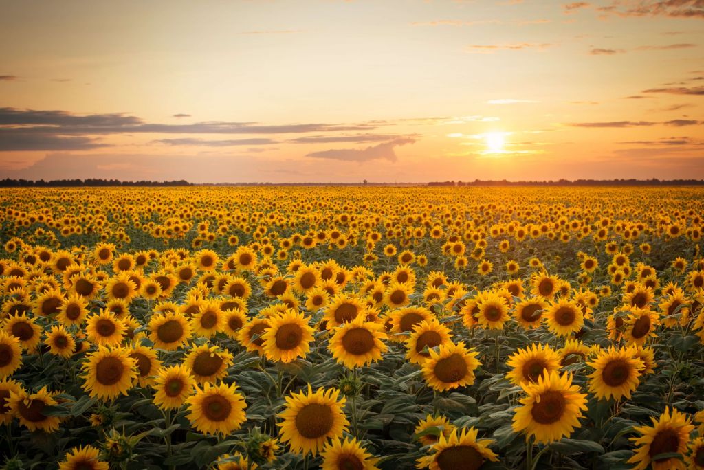 Champ de tournesol avec coucher de soleil