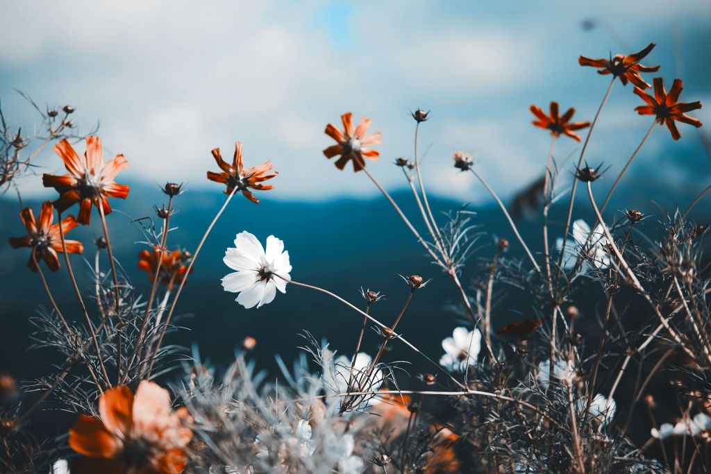 Le cosmos fleurit dans les champs