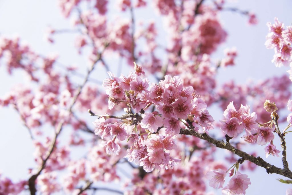 Gros plan sur la fleur rose