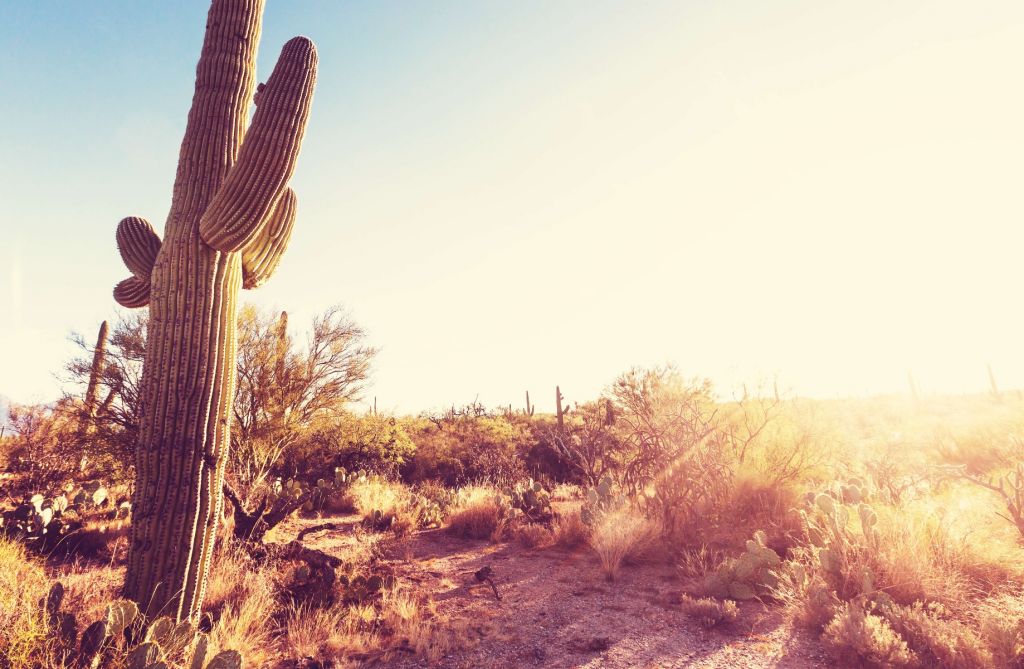 Cactus dans le désert