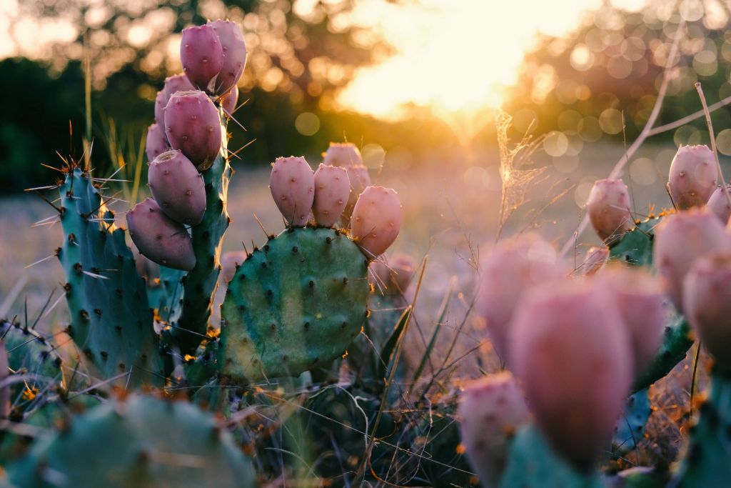 Cactus à fleurs