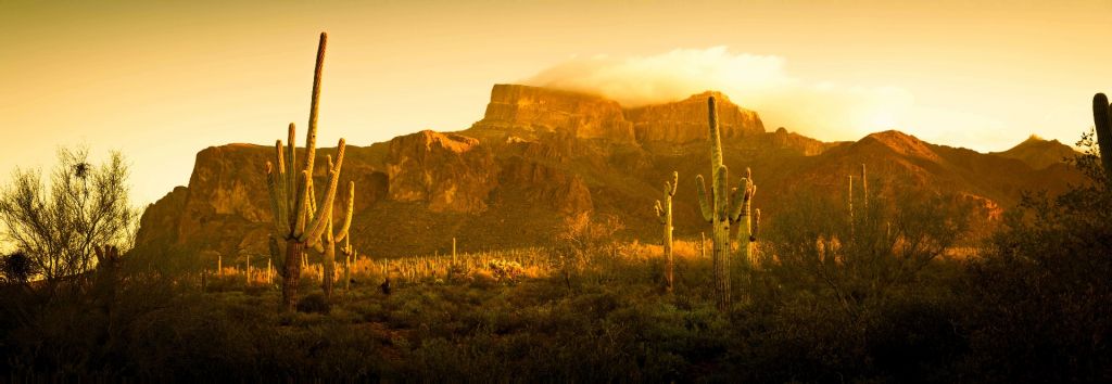 Le désert avec les cactus