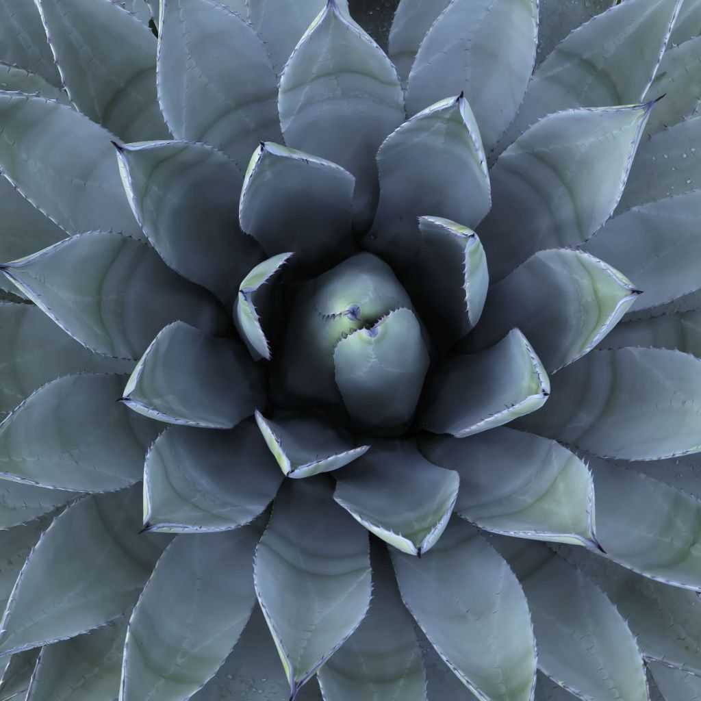 Bleu succulent