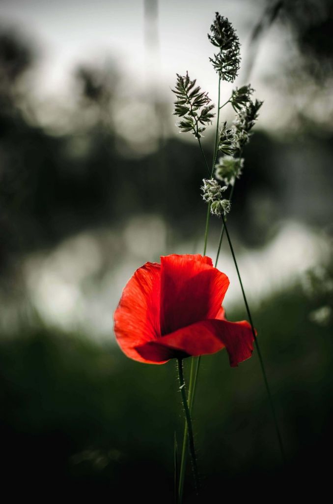 Pavot rouge à l'herbe