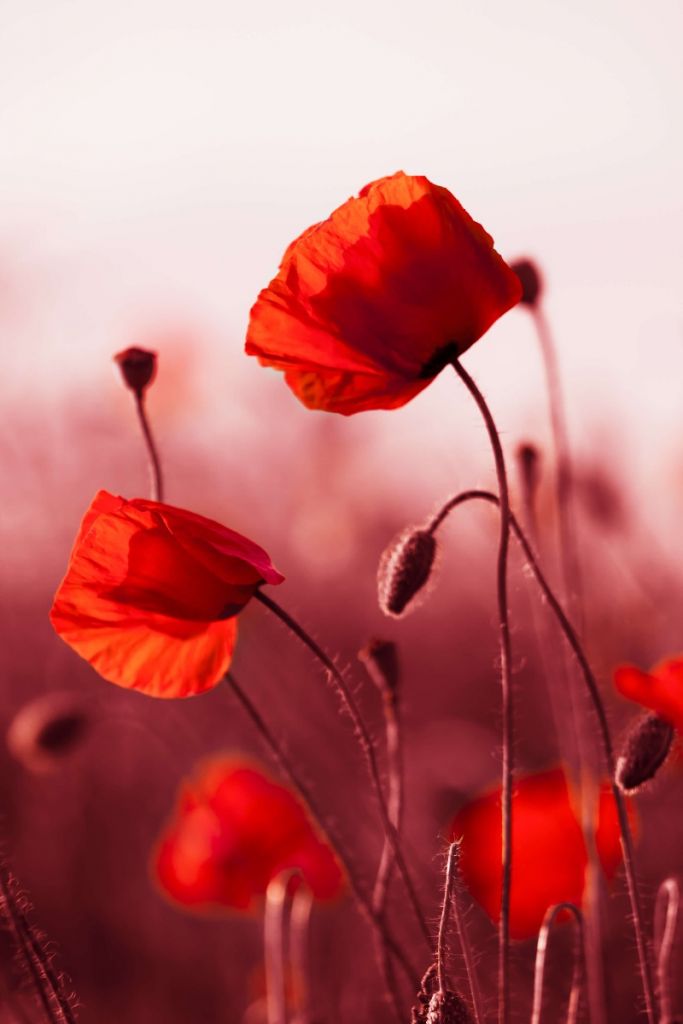 Des coquelicots dans la prairie