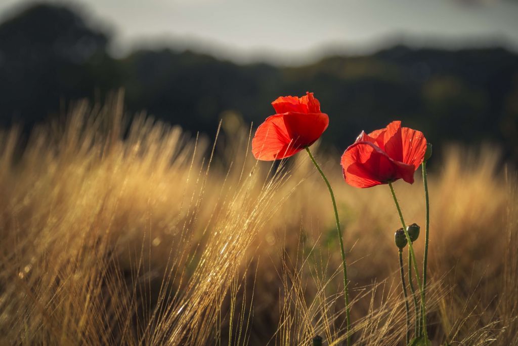 Des coquelicots dans un champ de blé