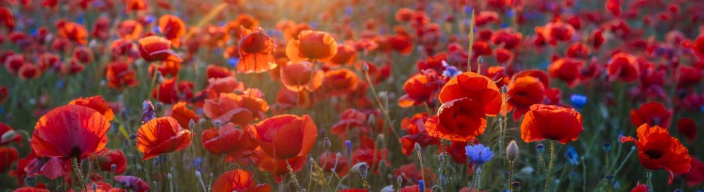 Coquelicots et bleuets