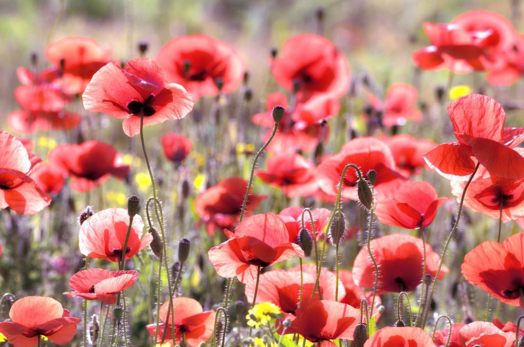 Des coquelicots au look vintage