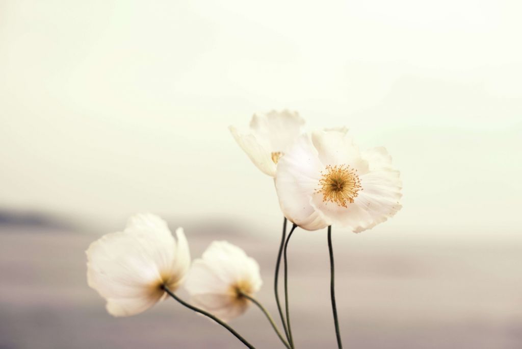 Gros plan sur les coquelicots blancs