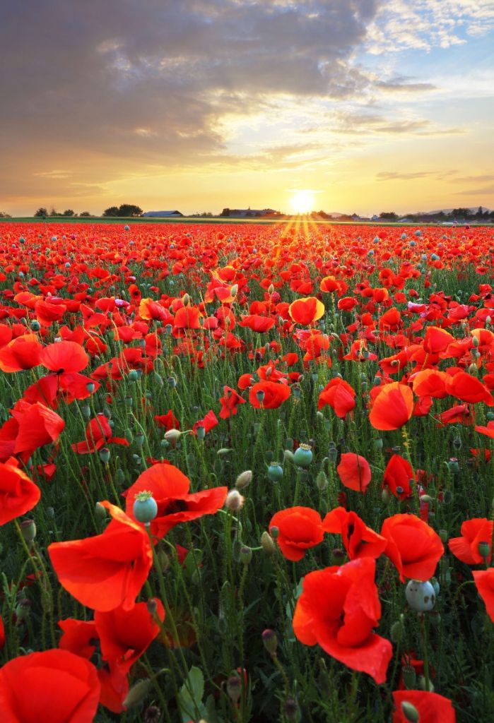 Les coquelicots au coucher du soleil