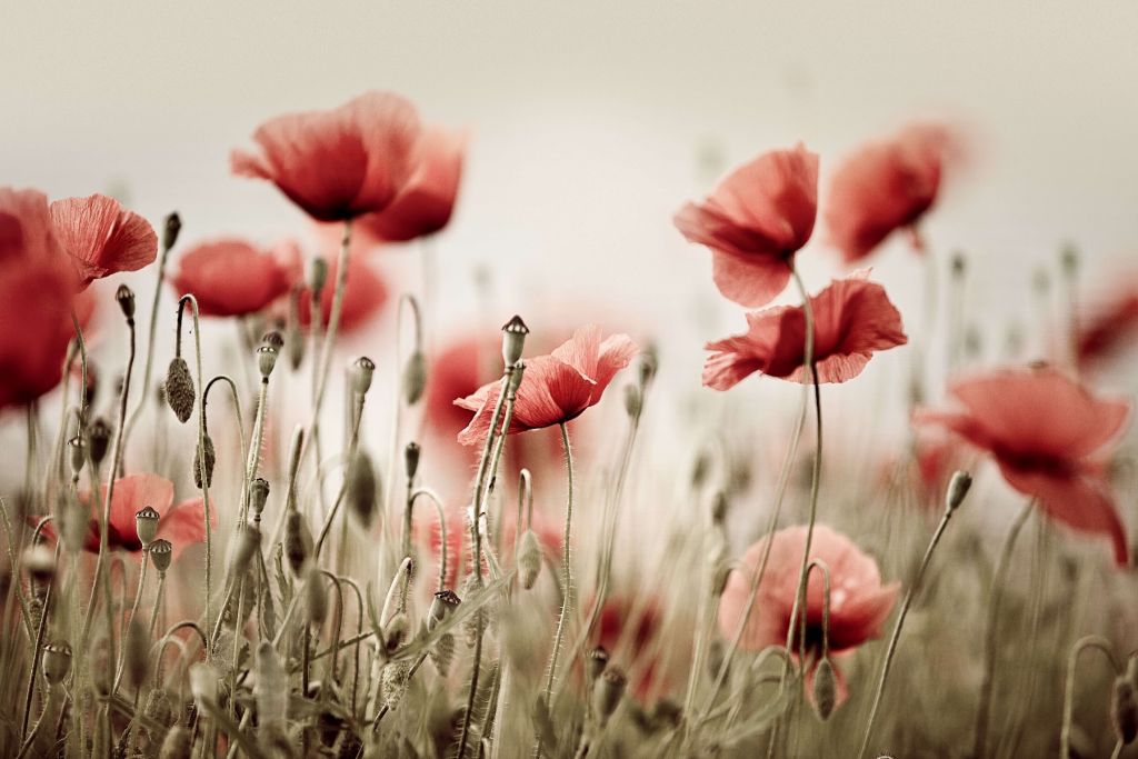 Des coquelicots de rêve