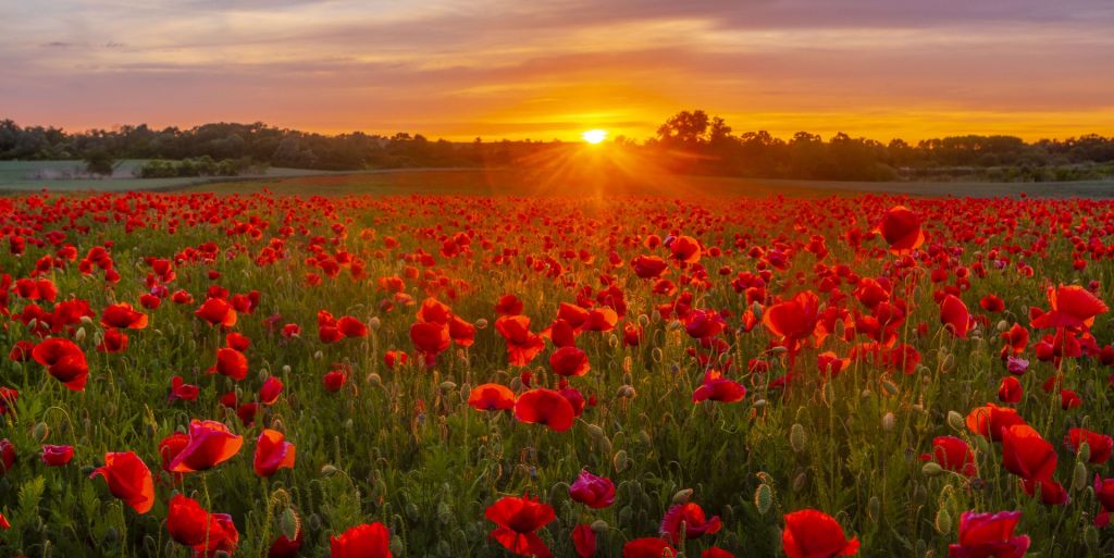 Champ de coquelicots en fleurs