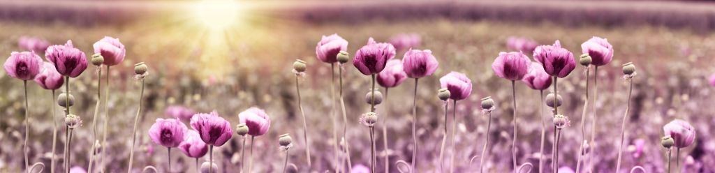 Coquelicots roses