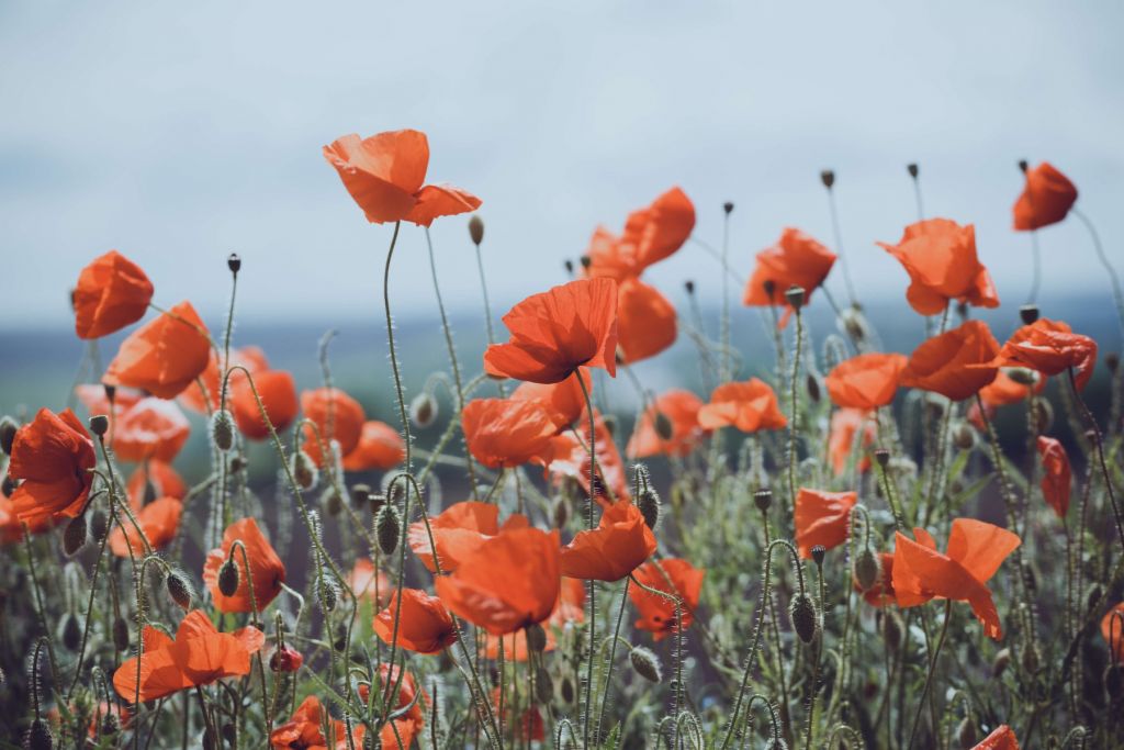 Champ de coquelicots