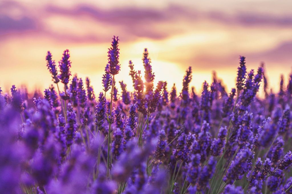 Fleurs de lavande