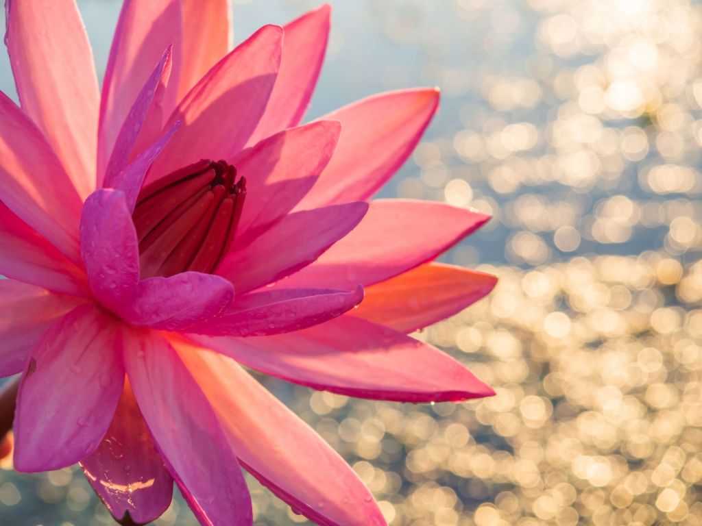 Fleur de lotus sur l'eau