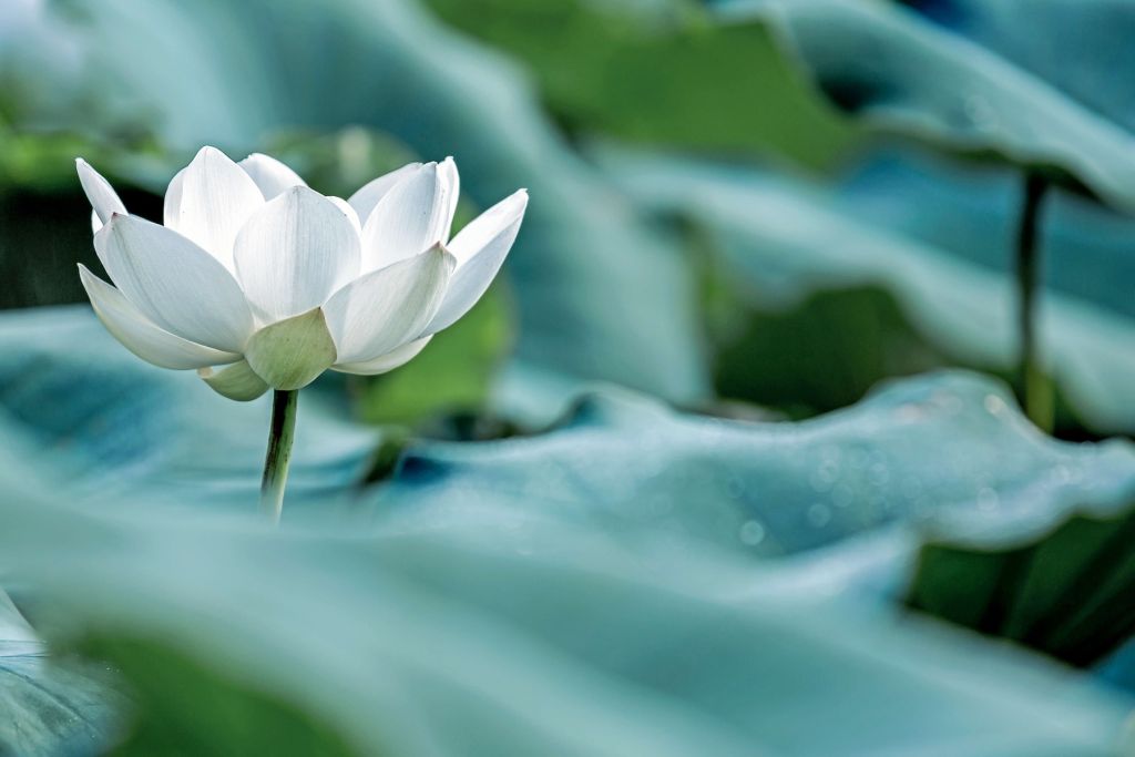 Fleur de lotus blanc