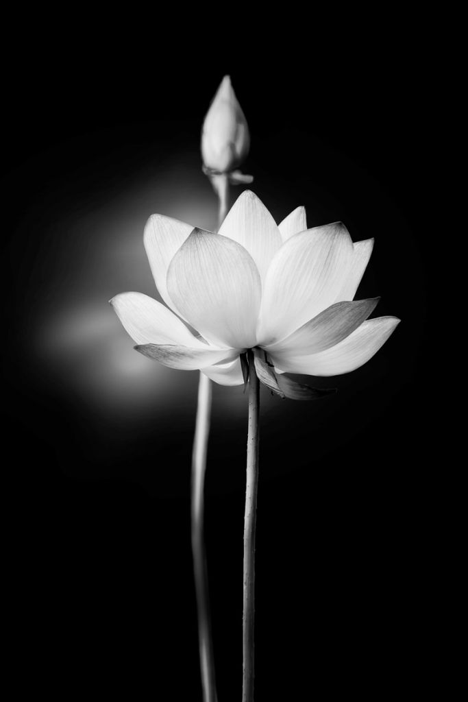 Fleurs de lotus en noir et blanc