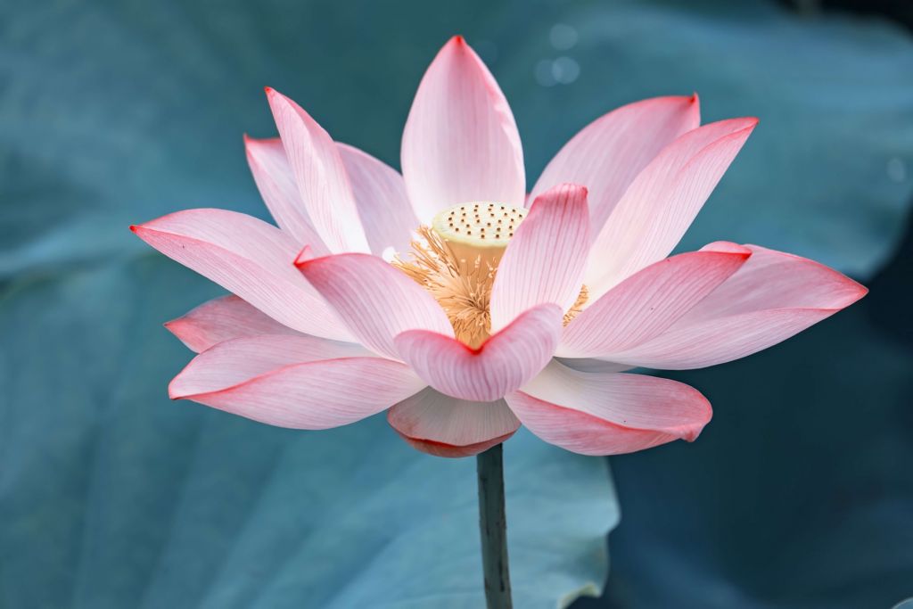 Gros plan sur la fleur de lotus