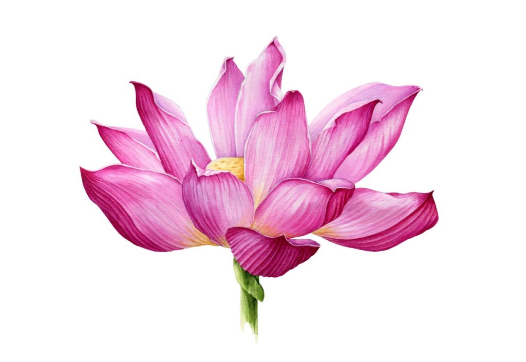 Peintures à l'eau Lotus
