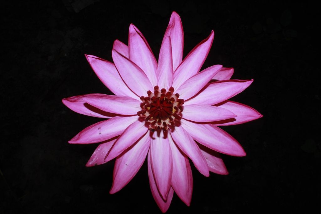 Fleur de lotus vue d'en haut