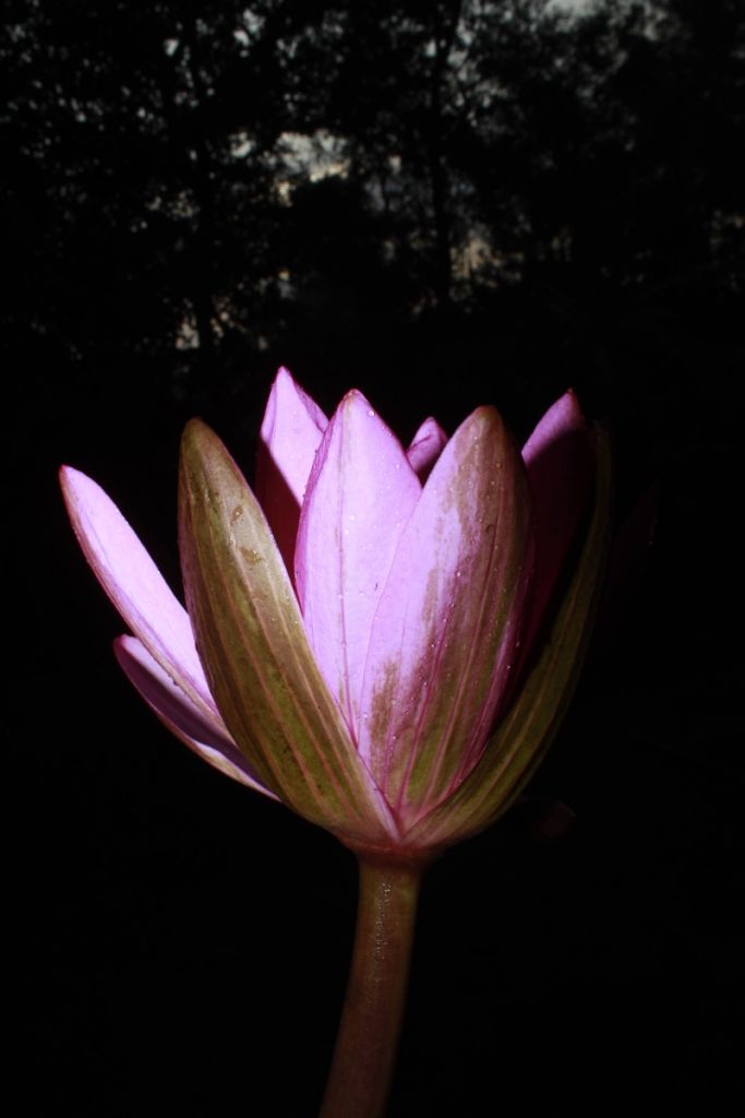 Fleur de lotus latérale
