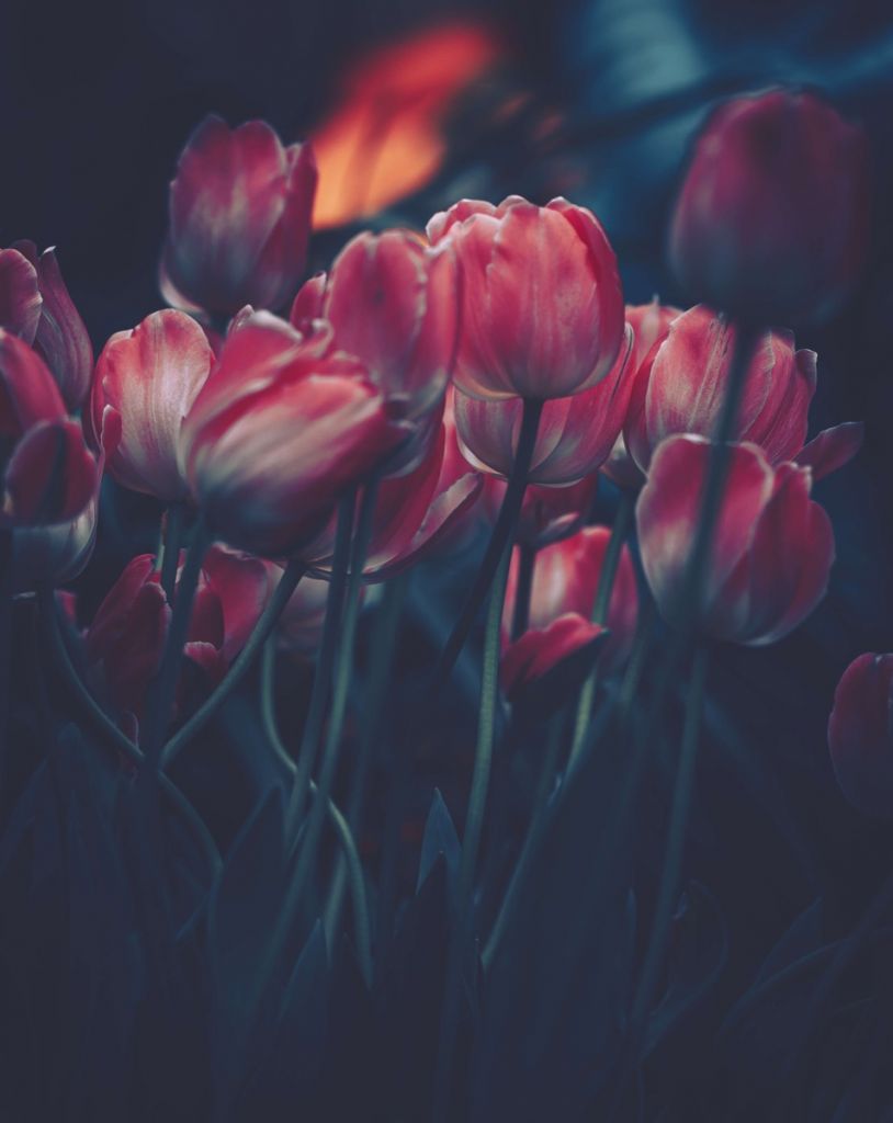 Les tulipes anciennes