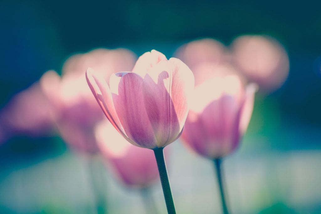 Gros plan sur la tulipe
