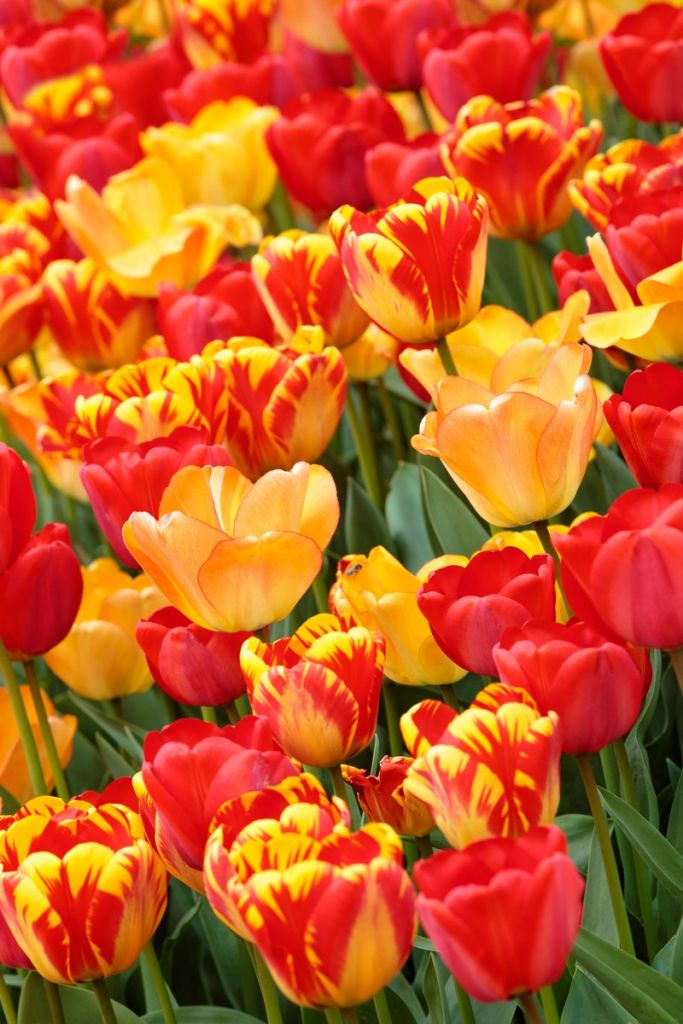 Tulipes colorées