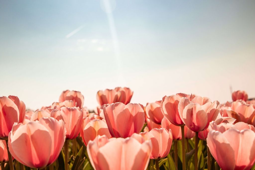 Tulipes couleur pêche