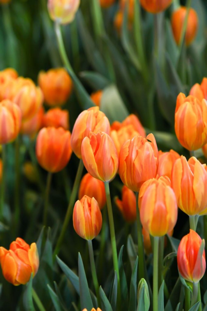 Tulipes orange