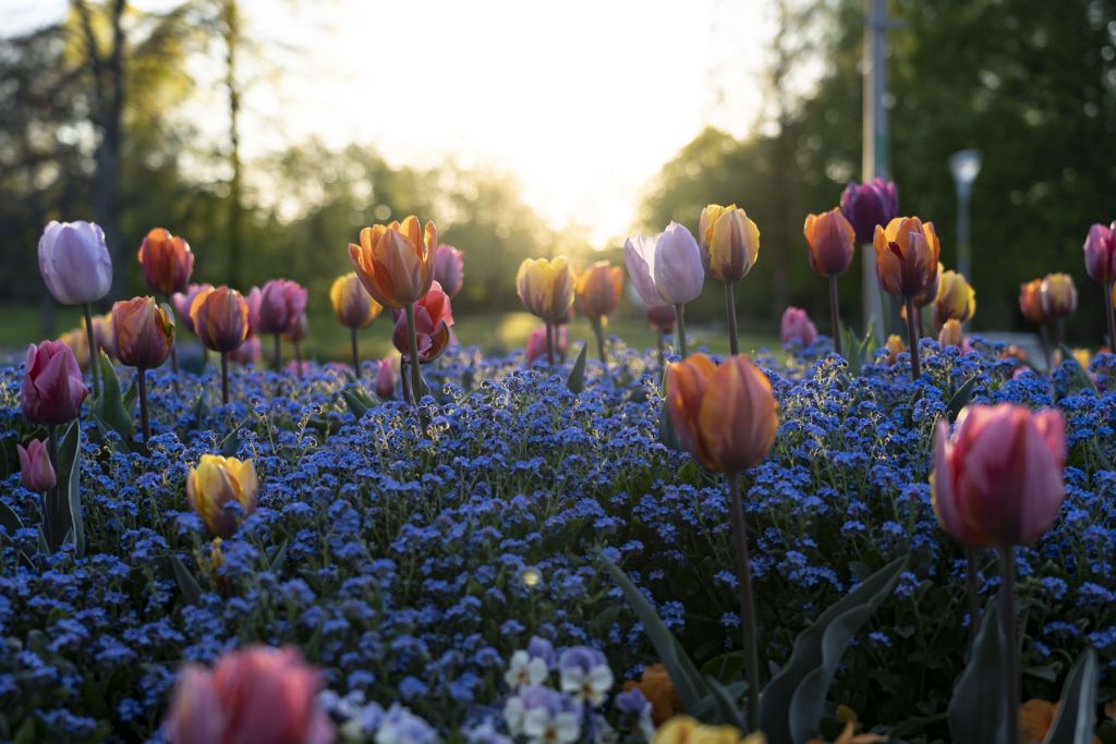 Champ de tulipes joyeux