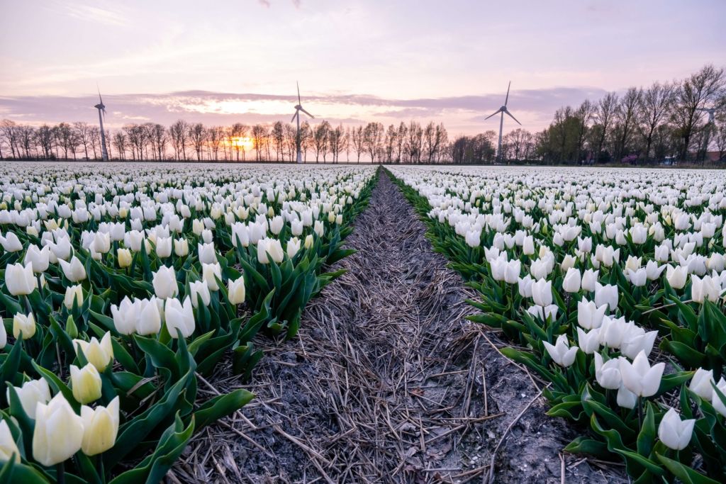 Champ de tulipes blanches