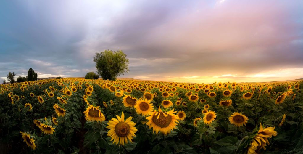 Des tournesols dans les collines