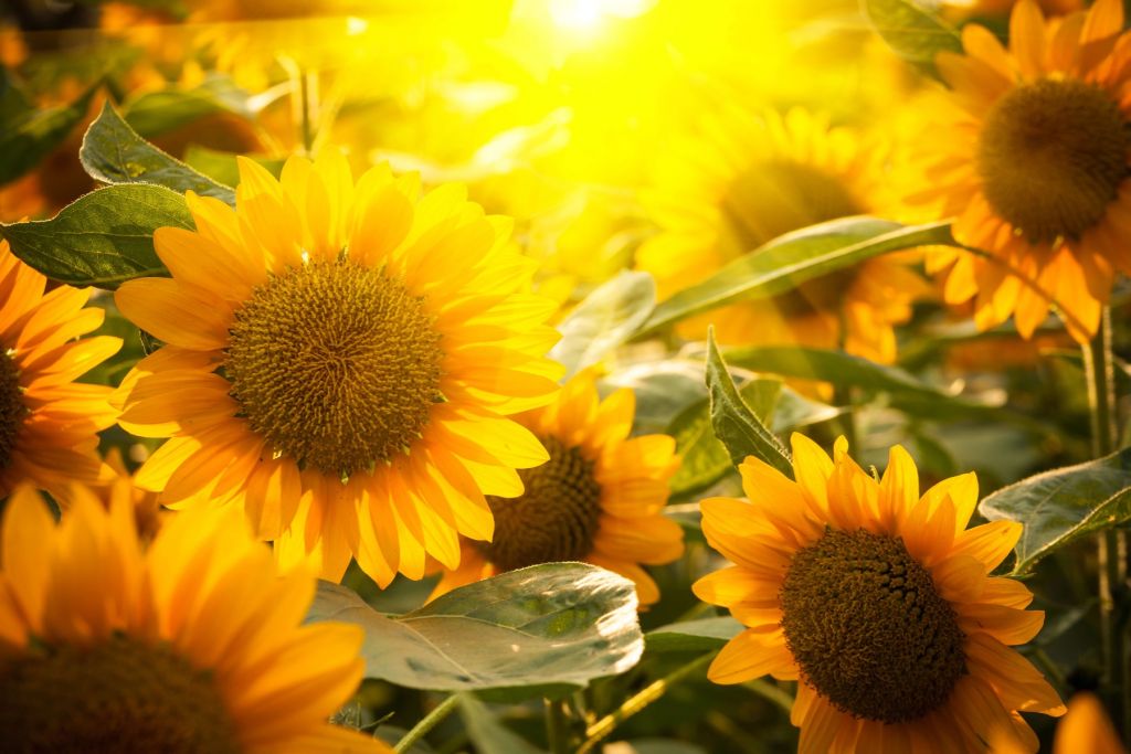 Les tournesols et le soleil