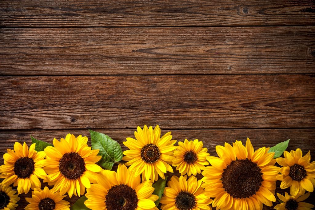 Tournesols sur bois