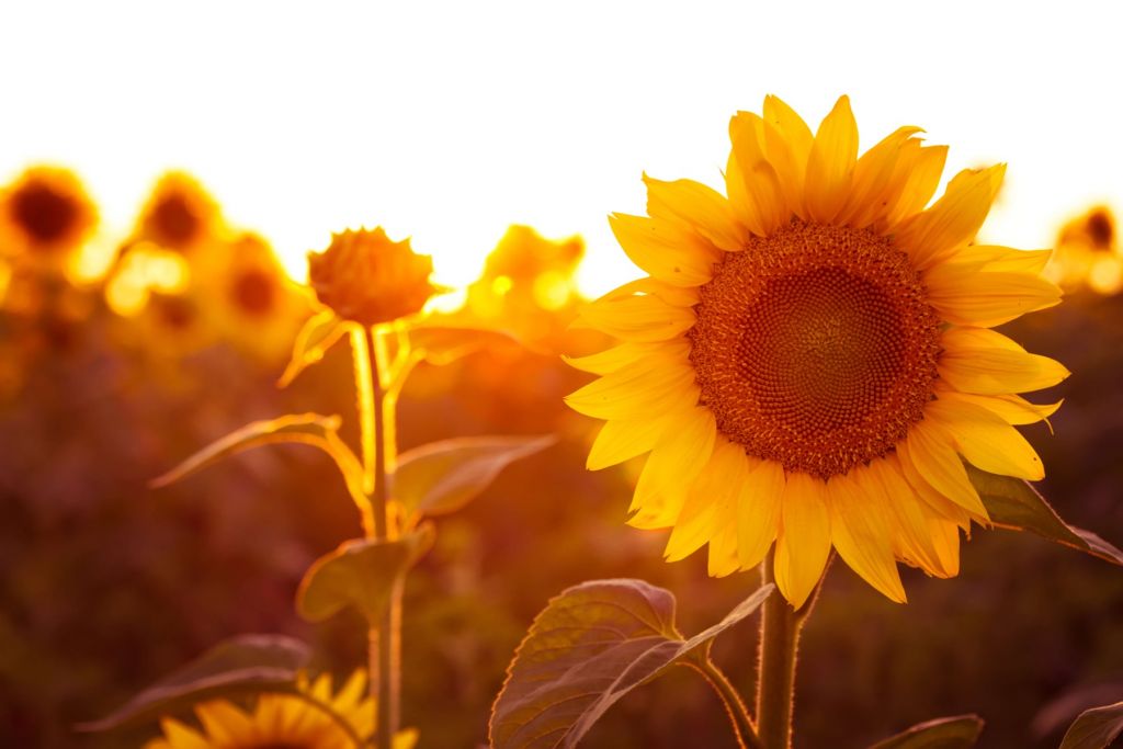 Champ de tournesol chaud