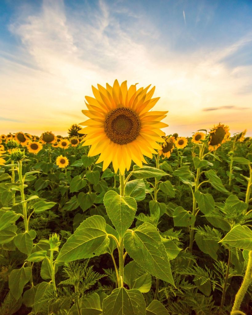 Le tournesol dans les champs