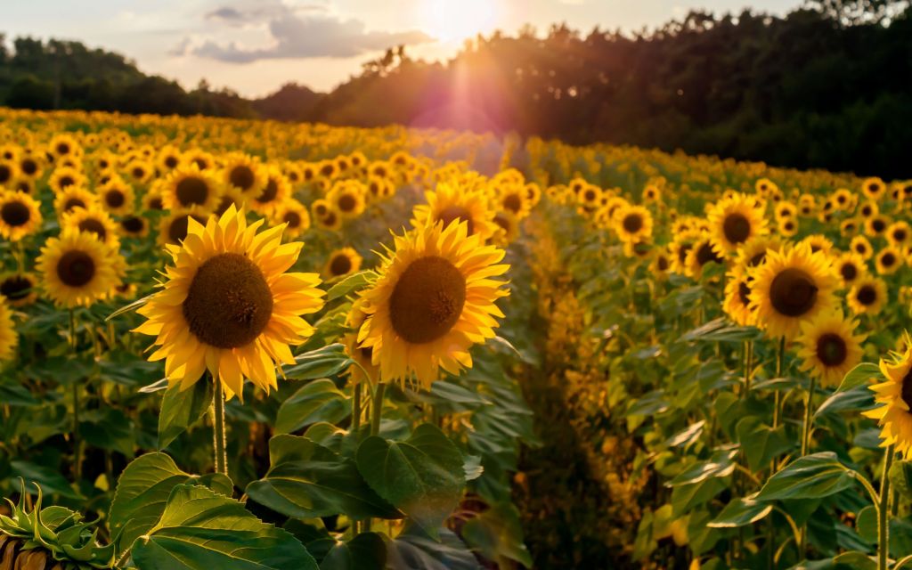 Ferme de tournesols