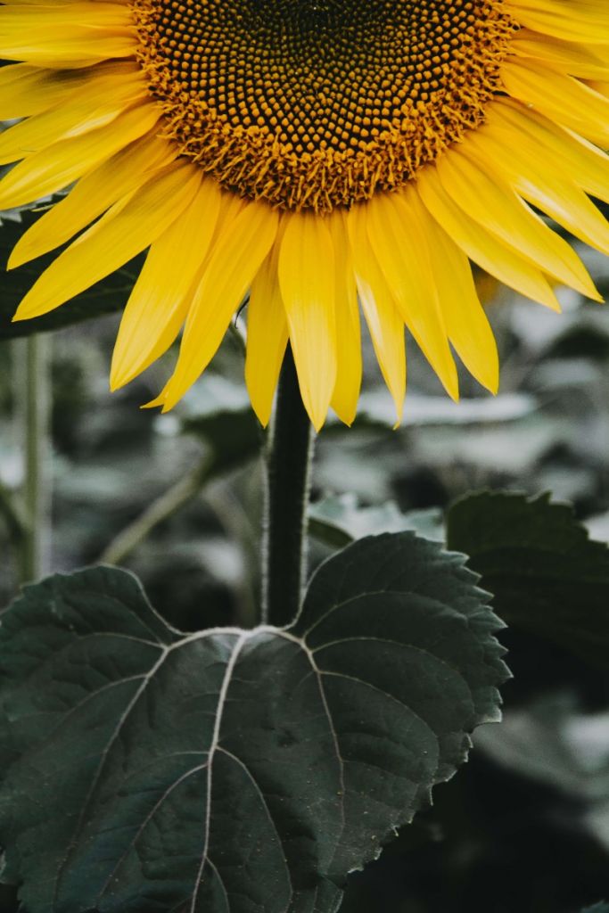 Gros plan sur un demi-tournesol